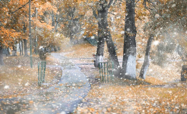 İlk karda sonbahar parkı — Stok fotoğraf
