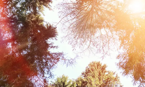 The tops of evergreen trees against the sky — Stock Photo, Image