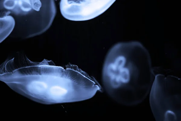 Blue jellyfish swim under water — Stock Photo, Image