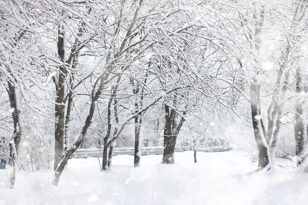 Paysage hivernal. Forêt sous la neige. L'hiver dans le parc . — Photo