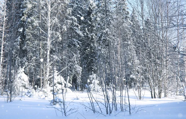 Сосновый лес в зимний сезон в снегу — стоковое фото