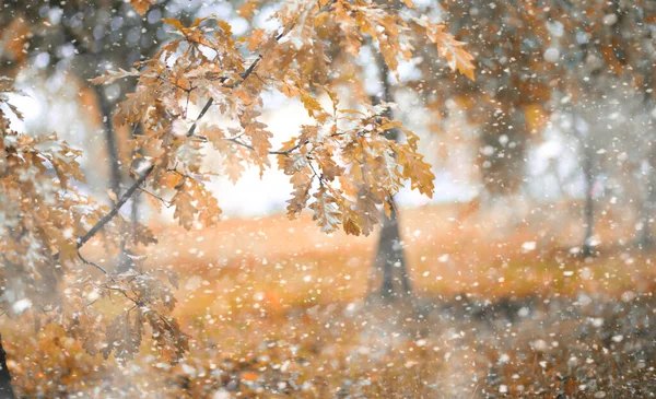 初雪中的秋天公园 — 图库照片