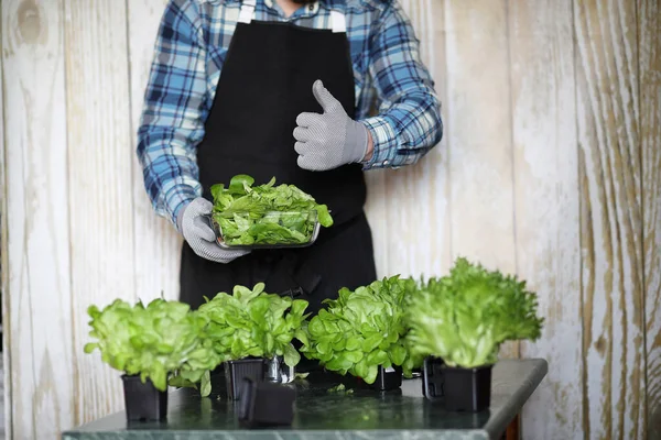 Pria dengan celemek dan sarung tangan memegang semangkuk salad hijau segar — Stok Foto