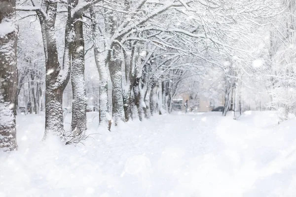 Paysage hivernal. Forêt sous la neige. L'hiver dans le parc . — Photo