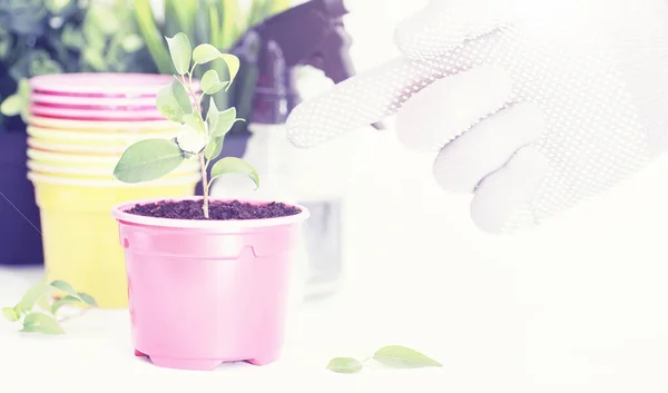 Planta en maceta en un trasplante y cuidado — Foto de Stock