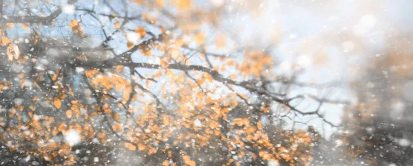 最初の雪の背景秋の公園 — ストック写真