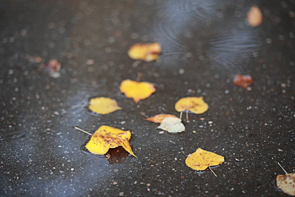 Lluvia de otoño en el parque —  Fotos de Stock