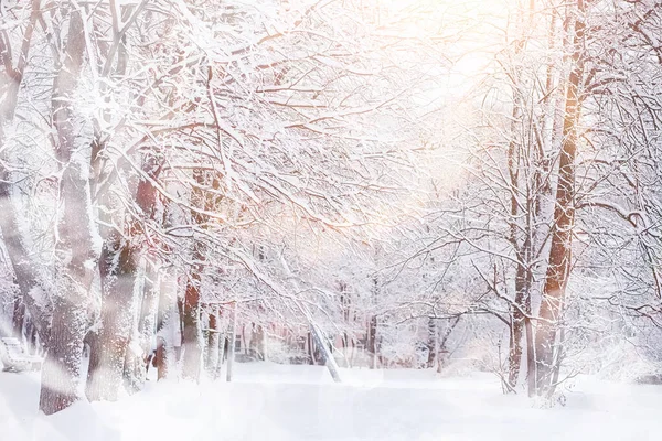 Kış manzarası. Karların altındaki orman. Parkta kış. — Stok fotoğraf