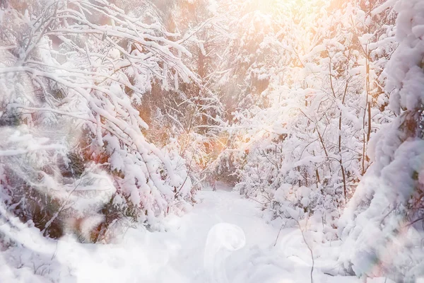 Vinterlandskap. Skog under snön. Vinter i parken. — Stockfoto