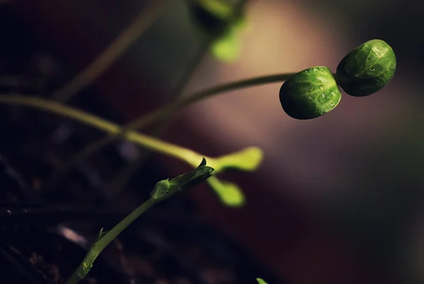 Cutie cu germeni mici din semințe — Fotografie, imagine de stoc