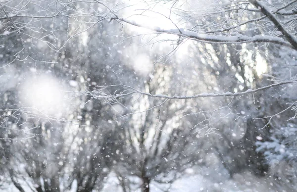 Park Zimowy. Krajobraz w śnieżnej pogodzie. Styczeń. — Zdjęcie stockowe