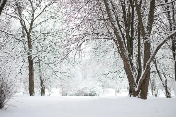 겨울 풍경. 눈 밑의 숲. 공원에서의 겨울. — 스톡 사진