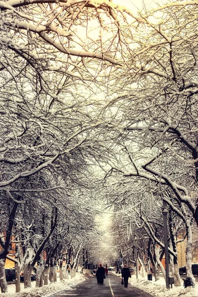 Pedestrian pathway tree winter — Stock Photo, Image