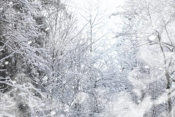 Зимовий пейзаж. Ліс під снігом. Зима в парку . — стокове фото