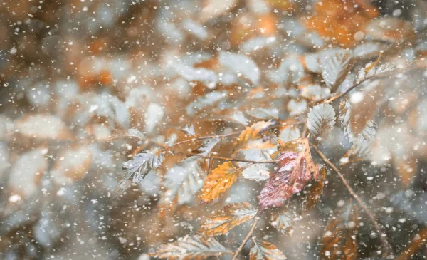 Parque de outono na primeira neve — Fotografia de Stock