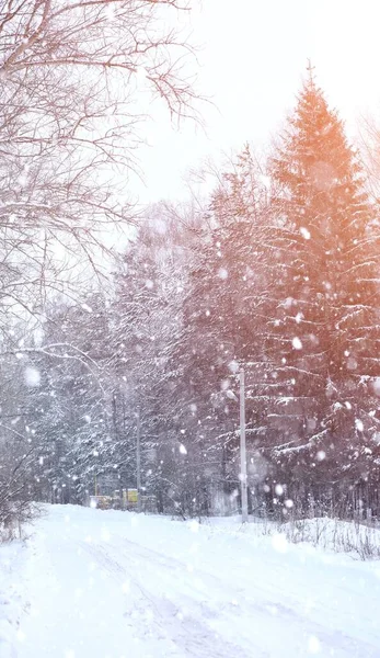 Paisaje invernal cubiertas de nieve. Un parque en el invierno en — Foto de Stock