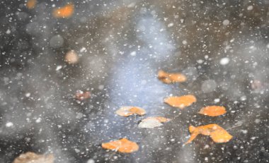 İlk karda sonbahar parkı