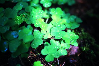 Bitki yonca dört yaprak arka plan. İrlanda geleneksel sembolü