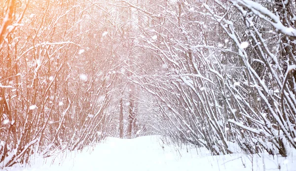 Zima Krajobraz snow pokryte połaci. Zima w parku — Zdjęcie stockowe