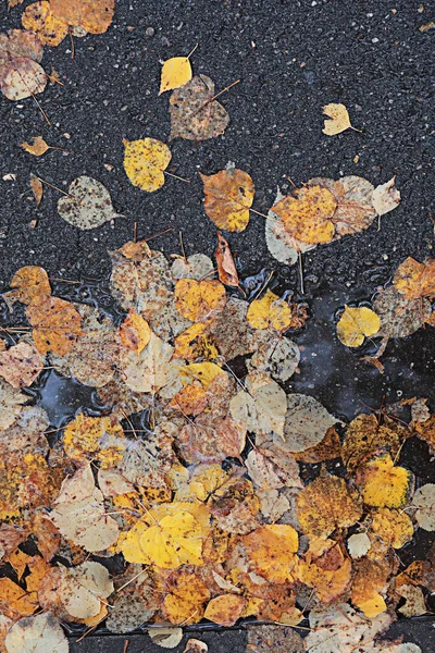 Deszczu jesienią w parku — Zdjęcie stockowe