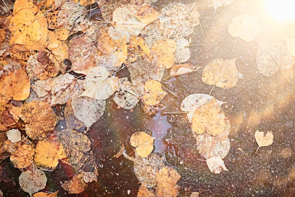 公園で秋の雨 — ストック写真
