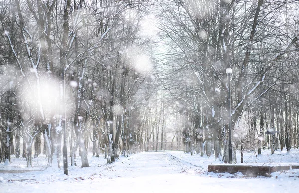 Winter Park. Krajina za sněhového počasí. Leden. — Stock fotografie