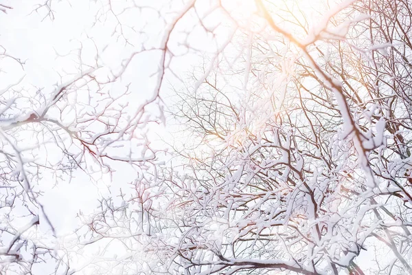 Winterlandschap. Bos onder de sneeuw. Winter in het park. — Stockfoto