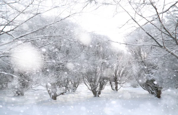 Parque de Inverno. Paisagem em tempo nevado. Janeiro . — Fotografia de Stock