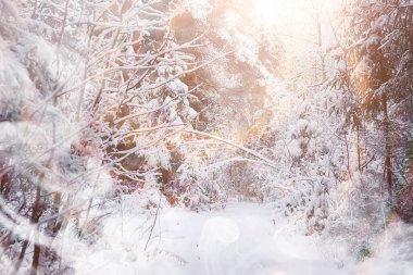 Kış manzarası. Karların altındaki orman. Parkta kış.