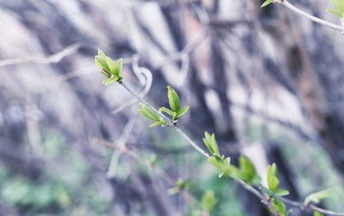Yatay yaz mevsimindeyiz. Yeşil ağaç ve otların arasında kırsal arazi