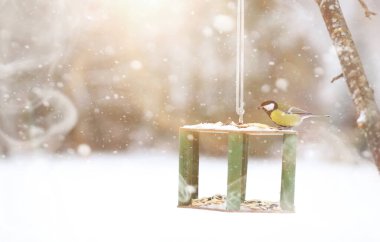 Çukurdaki küçük titmouse yiyor. Kış kuşu.