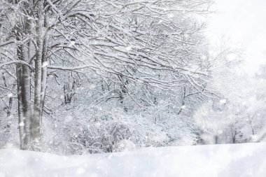 Kış manzarası. Karların altındaki orman. Parkta kış.