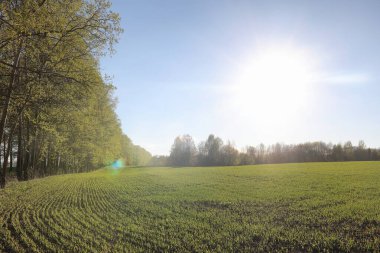 Yatay yaz mevsimindeyiz. Yeşil ağaç ve otların arasında kırsal arazi