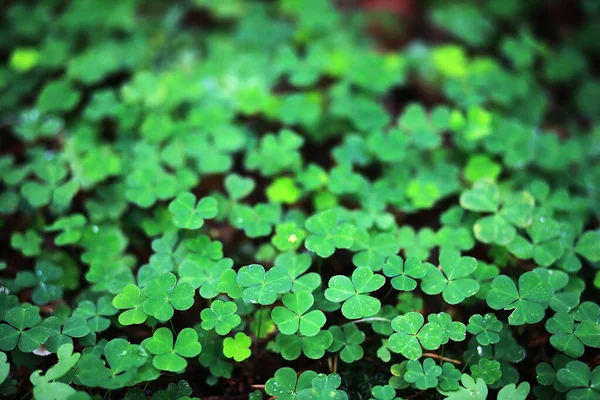 Background from plant clover four leaf. Irish traditional symbol — Stock Photo, Image