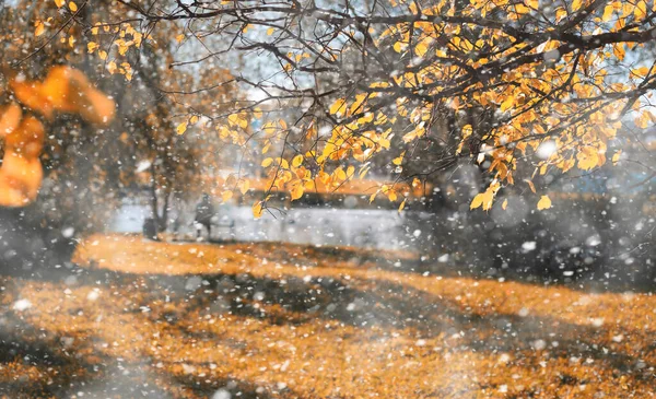 İlk karda sonbahar parkı — Stok fotoğraf