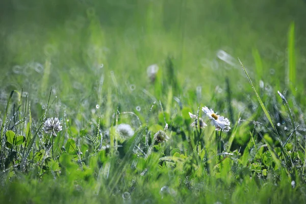 Wildblume. kleine Blumen auf einer grünen Wiese. — Stockfoto