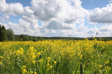 Yatay yaz mevsimindeyiz. Yeşil ağaç ve otların arasında kırsal arazi