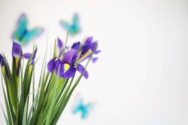 Beyaz bir arka plan üzerinde mor süsen