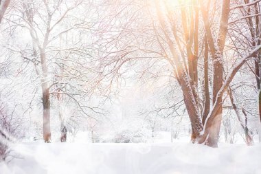 Kış manzarası. Karların altındaki orman. Parkta kış.