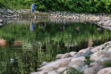 ördek kuş gölet üzerinde