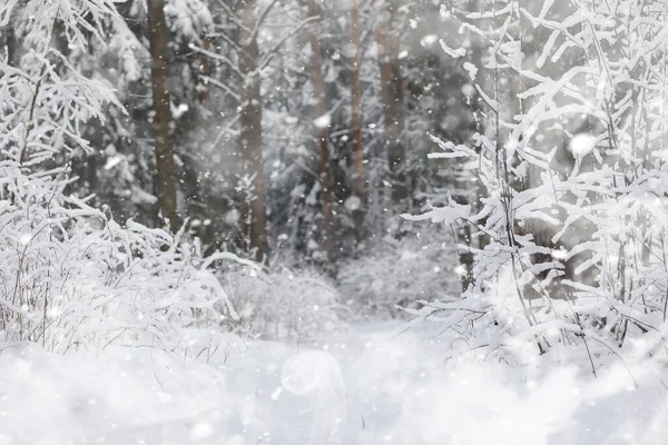 Winterlandschap. Bos onder de sneeuw. Winter in het park. — Stockfoto