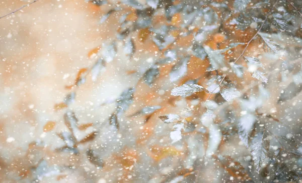 Parque de otoño en la primera nieve — Foto de Stock