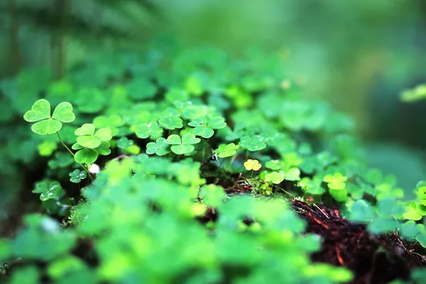 Φόντο από το φυτό τριφύλλι τέσσερα φύλλα. Ιρλανδικό παραδοσιακό σύμβολο — Φωτογραφία Αρχείου