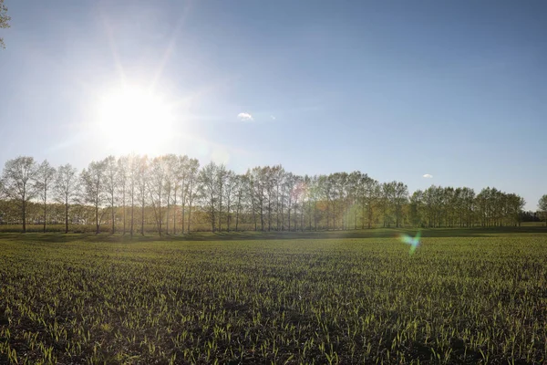 El paisaje es verano. Árboles verdes y hierba en una tierra rural — Foto de Stock