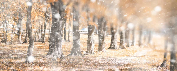 Pozadí podzimní park v prvním sněhu — Stock fotografie