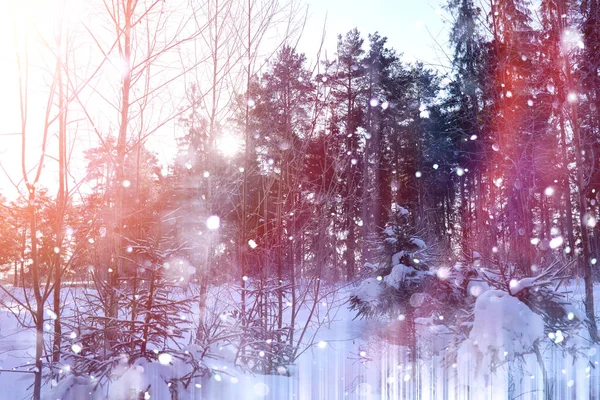 Floresta de Inverno num dia ensolarado. Paisagem na floresta em um nevado — Fotografia de Stock