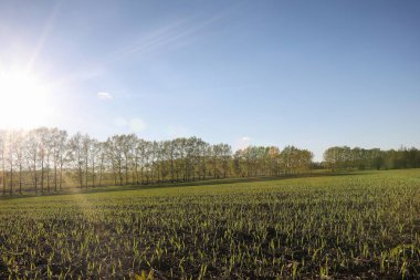 Yatay yaz mevsimindeyiz. Yeşil ağaç ve otların arasında kırsal arazi