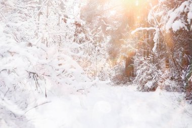 Kış manzarası. Karların altındaki orman. Parkta kış.