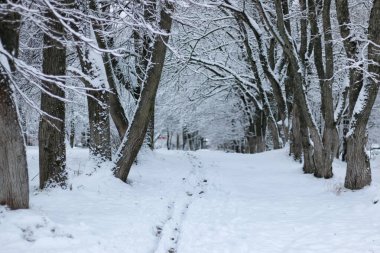 kış kar üzerinde ağaç Parkı