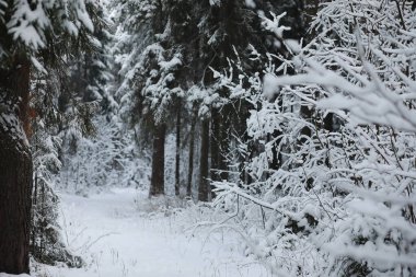 Kış manzarası. Karların altındaki orman. Parkta kış.